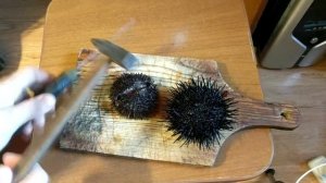 Морепродукты. Приморский край: морские ежи