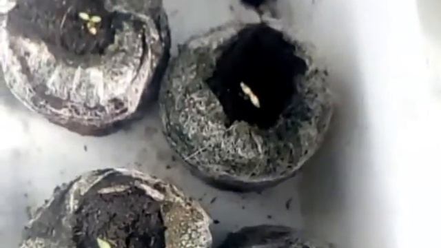 Эустома в апреле, чистый эксперимент смотреть онлайн