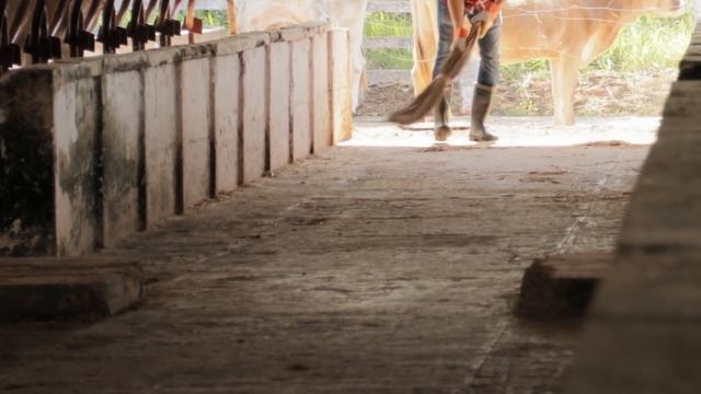 Мужчина спас быка от смерти на корриде, и вот как он отплатил ему за это... смотреть онлайн