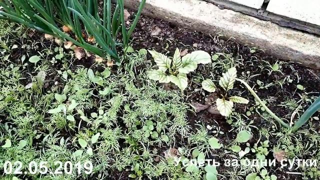 02.05.2019 РЕДИС, УКРОП, ЧЕСНОК, ЛУК- ПЕРВЫЙ САЛАТ ИЗ СВОИХ ОВОЩЕЙ (ПОДМОСКОВЬЕ) смотреть онлайн