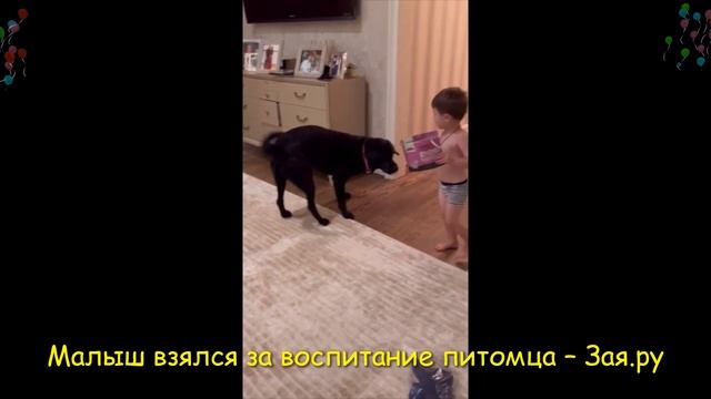 3-летний сын Александра Овечкина дрессирует большую собаку смотреть онлайн