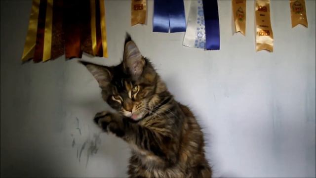 У 1 - котенок мейн-кун смотреть онлайн