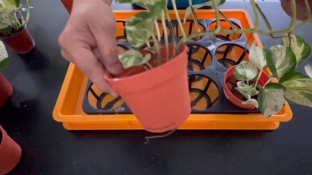 Epipremnum Manjula Propagation