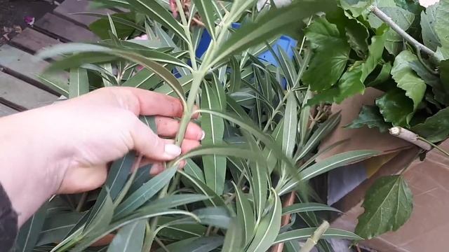 ОЛЕАНДР. Обрезка и формирование компактных крон. смотреть онлайн