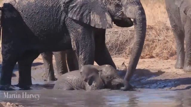 10 Rare Animals That May Be Extinct Soon | DinTV Facts смотреть онлайн