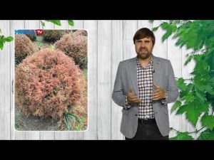 Спасаем сгоревшие туи!