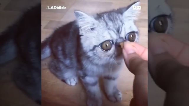 Кот с самыми БОЛЬШИМИ ГЛАЗАМИ В МИРЕ смотреть онлайн