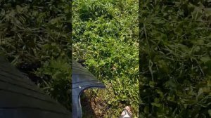 Установка карбюратора от ваза на луаз.