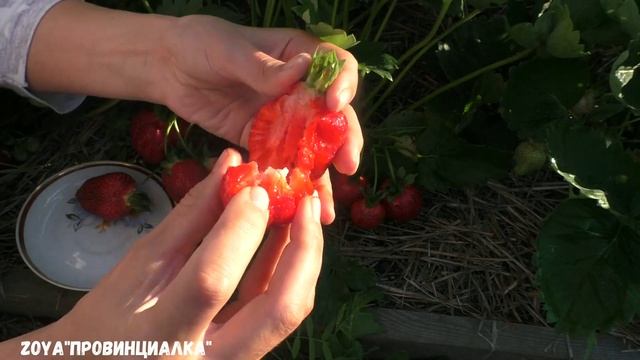 Земляника крупноплодная АЗИЯ /Обзор/ Отзыв/ #клубника #урожай #деревня #лето смотреть онлайн