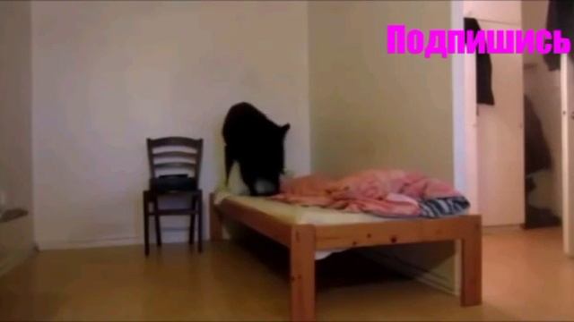 Когда животные одни дома! СМЕШНО ДО СЛЁЗ! смотреть онлайн