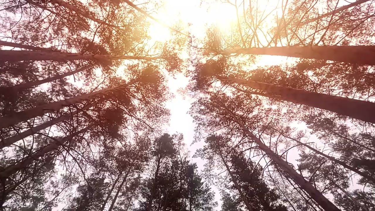 Прогулка по лесу.