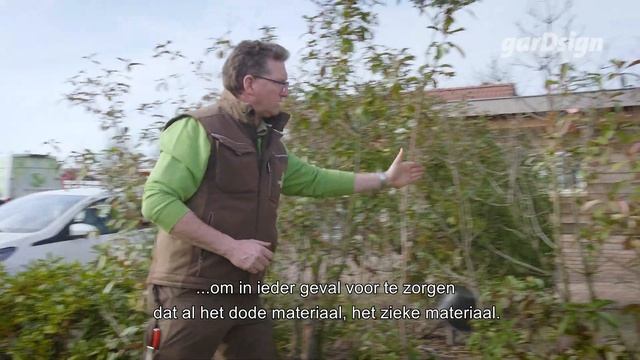 Zo snoei je een Photinia Fraseri Red Robin haag. (Glansmispel) смотреть онлайн