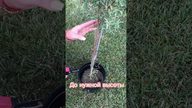 Формирую иву на штамбе #garden смотреть онлайн