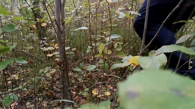 Грибы в Тульской области смотреть онлайн