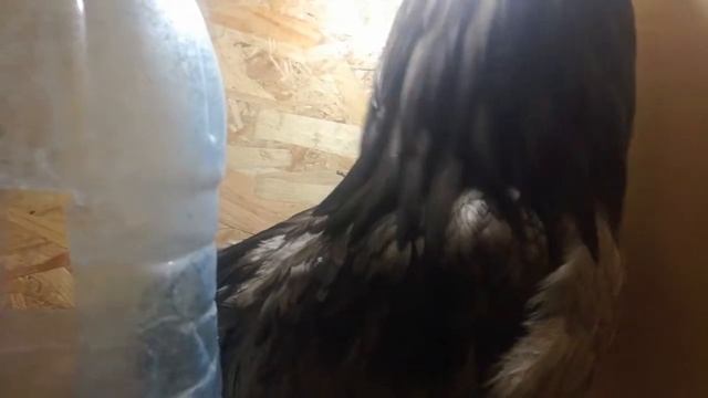 Новый житель в доме. Араукан смотреть онлайн