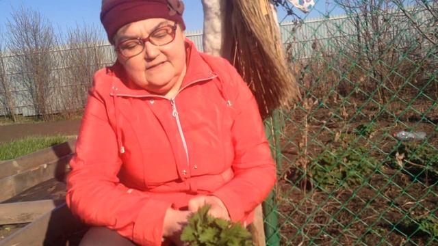 Польза от употребления крапивы! смотреть онлайн