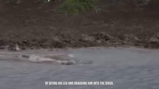 Wild Dog Kidnapped In Front of His Family смотреть онлайн