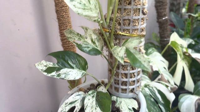 #Monstera Albo Holland,philodendron Tortum, - Variegated Epipremnum amplissimum & EPI Marble смотреть онлайн