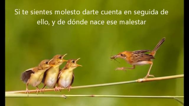 Anthony de Mello Despierta V смотреть онлайн