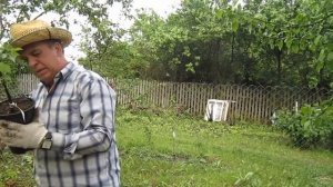 Правильная посадка абрикоса в саду  Плоды каждый год