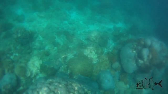 Pesca submarina spearfishing indonesia - java bali gili part 2 смотреть онлайн