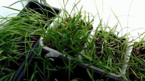 Лилейники из семян  ВСЕ ОЧЕНЬ ПРОСТО !!!