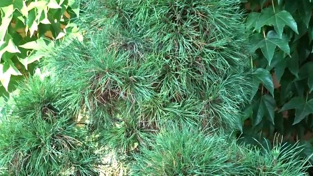 Pinus sylvestris 'Globosa Viridis' смотреть онлайн
