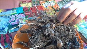 Монтбреция(Крокосмия)-японский гладиолус.Уход. Хранение.Размножение.