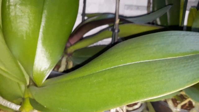 ОРХИДЕИ НА ПРОДАЖУ смотреть онлайн