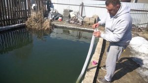 Как кормить осетров если в пруду форель.