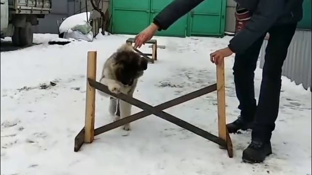 Американская акита 4 месяца, дрессировка. смотреть онлайн