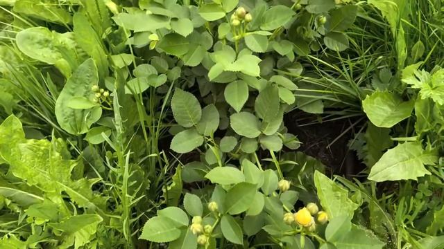 Стойкость роз. Смотрим вместе как перенесли молодые саженцы жару без поддержки смотреть онлайн