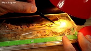 Как выгнать муравьев с арены? Генеральная уборка формикария!