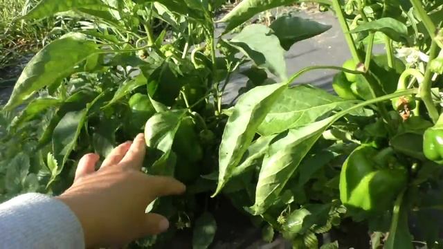 Перцы "Золотистый бочок" 20 августа 2015 год. смотреть онлайн