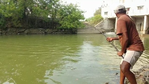 Fish hunting || Amazing Catching big rohu fishes