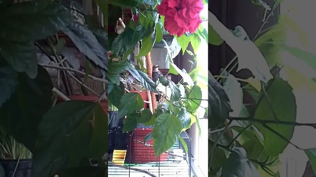 Пение скворца . смотреть онлайн