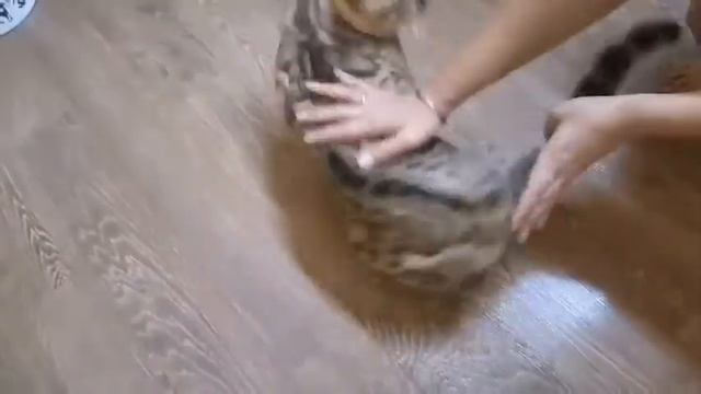 Бенгальский снежный кот смотреть онлайн