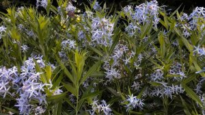 Амсония – Выращивание и уход