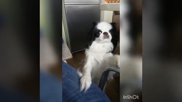 Японский хин. Попрошайка! смотреть онлайн