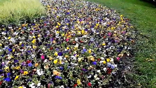 Потрясающе яркая клуба из Анютиных глазок. Москва. смотреть онлайн