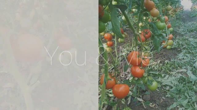 Сорт"махитос " смотреть онлайн