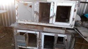 содержание кроликов зимой на улице, и кормление...