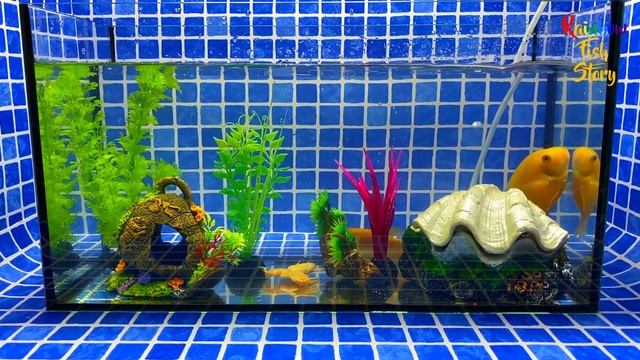 Surprise Eggs | Colorful Parrotfish, Gourami, Frog, Clam, Pearls Surprise