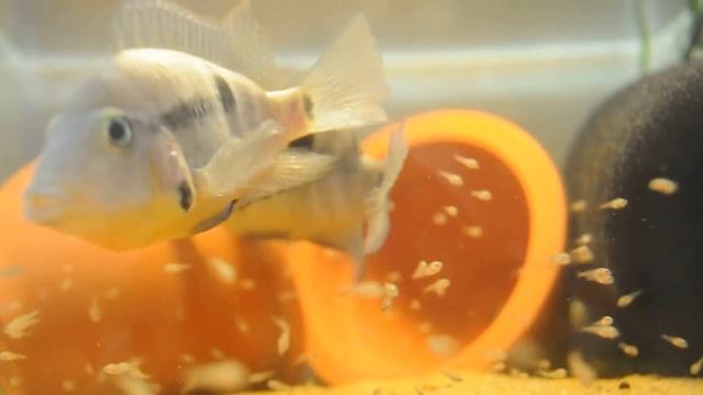 Thorichthys meeki(Цихлазома Меека) 2 смотреть онлайн