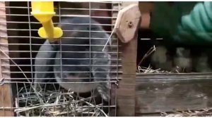 Стоит ли заводить кроликов породы Французский баран? Развеиваем мифы.