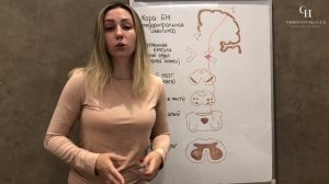 Пирамидная система (путь) | Анатомия