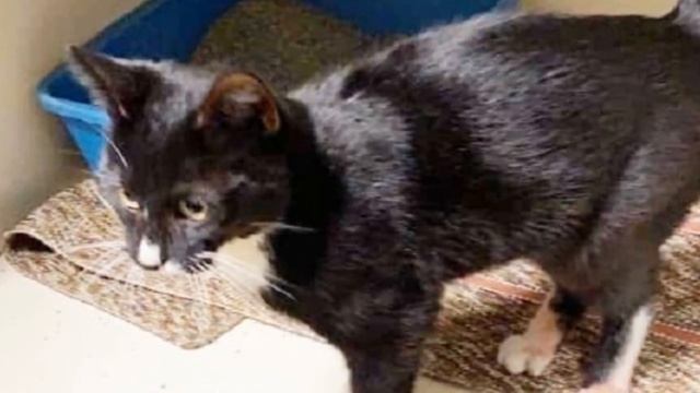 Он был приманкой для собачьих боев. Его страдания и слезы были никому не нужны, пока… смотреть онлайн