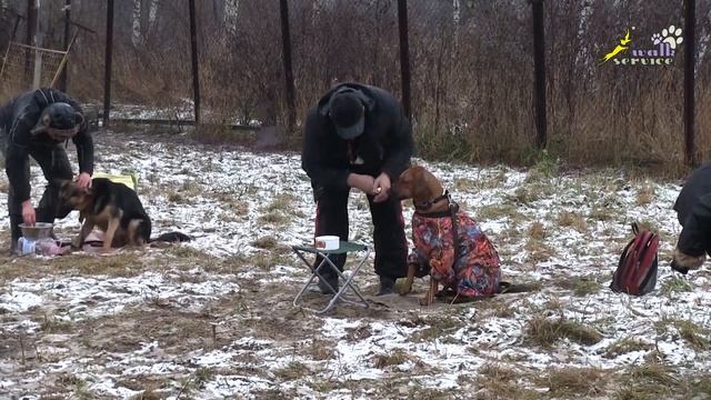 Обучение собак держать палочку, дрессировка в группе, 19.11.2017 смотреть онлайн