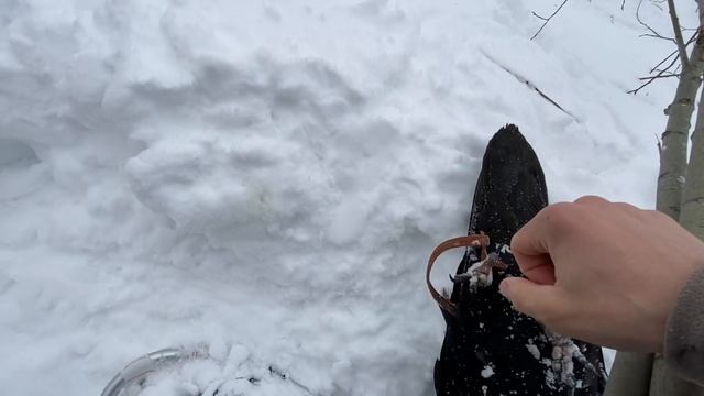 Гуляю с ручным вОроном / ворон Гоша смотреть онлайн