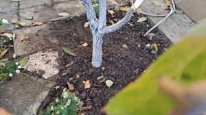 Хурма из косточки. Урожай 2023г. Обзор.